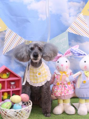 20240324さくらちゃん (1)